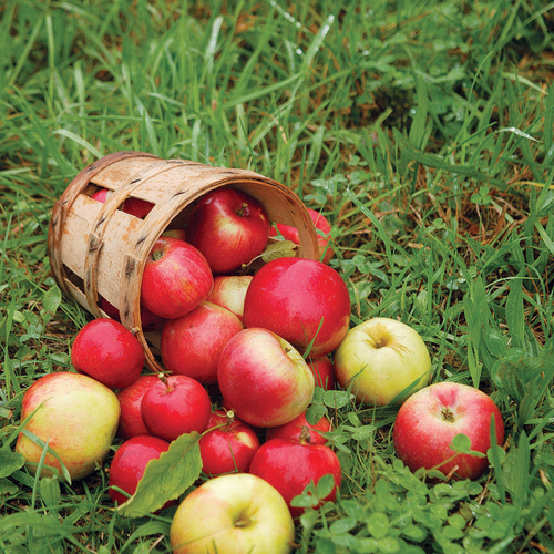 The Gift of Apples and the Churning of Fall